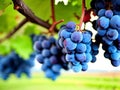 A bunch of blue grapes on a grape plant in the vineyard