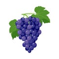 Bunch of blue grapes. Grape product, vector illustration isolated on white background.