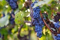 A bunch of blue grapes on grapevine Royalty Free Stock Photo