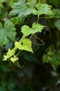 A bunch of blue grapes. Harvest. Fresh summer fruits. Sweet fruit dessert. Grape vine on a dark background after a rain Royalty Free Stock Photo