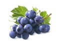 Bunch of blue grapes with leaves isolated on white background. Package design element with clipping path Royalty Free Stock Photo