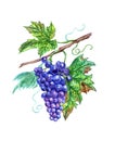 Bunch of blue grapes with leaves, watercolor drawing Royalty Free Stock Photo