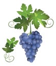 A bunch of vector blue grapes Royalty Free Stock Photo