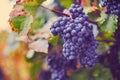 A bunch of blue grapes on vineyard in autumn Royalty Free Stock Photo
