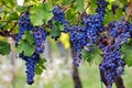 A bunch of blue grapes on vineyard Royalty Free Stock Photo