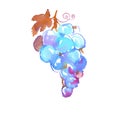 Bunch of blue grapes watercolor illustration.