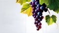 Bunch of blue grapes on white background, mock-up with copy space