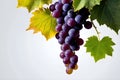 Bunch of blue grapes on white background, place for text