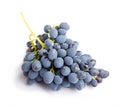 Bunch of blue grapes on white fruit object photo