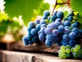 A bunch of blue and green grapes on a grape plant in the vineyard