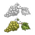 Bunch of grapes with berry and leaves. Vintage engraving vector Royalty Free Stock Photo