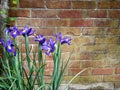 Blue irises by the old red brick wall