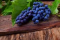 Bunch of blue Isabella grapes Royalty Free Stock Photo