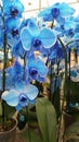 Blue orchids in flower pots