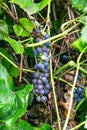 A bunch of blue ripe grapes peeks through the leaves