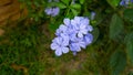 Bunch of blue tiny petals of Cape leadwort blooming on greenery leaves and blur background, know as white plumbago or sky flower Royalty Free Stock Photo