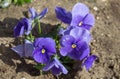 A bunch of blue violets, Close up, top view. Violets flowers in a garden Royalty Free Stock Photo