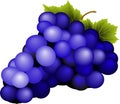 Bunch of blue wine grapes with leaves