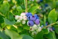 Bunch of blueberries ripening on the bush Royalty Free Stock Photo