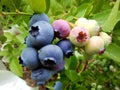 A bunch of blueberries on the tree Royalty Free Stock Photo