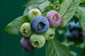 A bunch of blueberries of varying maturity on a bush.