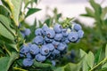 Bunch of blueberry berries close-up on a green bush macro. Gardening concept