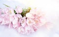 Bunch, bouquet of pink beautiful pastel tulips, flowers on white snow. Hello, welcome spring concept. Warm weather came. Melting Royalty Free Stock Photo