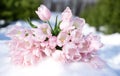 Bunch, bouquet of pink beautiful pastel tulips, flowers on white snow. Hello, welcome spring concept. Warm weather came. Melting