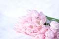 Bunch, bouquet of pink beautiful pastel tulips, flowers on white snow. Hello, welcome spring concept. Warm weather came. Melting Royalty Free Stock Photo