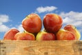 Bunch of braeburn apples Royalty Free Stock Photo