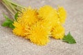 Bunch of bright colorful dandelions flowers on burlap, canvas, rustic background, concept of spring, holidays and gifts