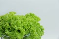 Bright fresh lettuce leaves close up Royalty Free Stock Photo