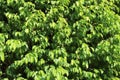 Bright Green Leafs Royalty Free Stock Photo