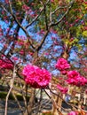 a bunch of bright pink cherry blossoms on its stalk Royalty Free Stock Photo