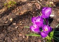A bunch of bright purple blooming crocus spring flowers surrounded by dry yellow leaves Royalty Free Stock Photo