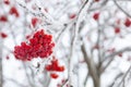 Bunch of bright red orange rowan berries growing on tall tree snow capped with other branches in background in daytime Royalty Free Stock Photo