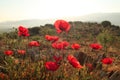 A bunch of bright red poppies blooming close to Ephesus, Selcuk in the early morning sun, Turkey Royalty Free Stock Photo