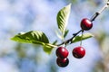 A bunch of bright red ripe cherries hanging on a branch of a cherry tree Royalty Free Stock Photo