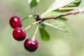 A bunch of bright red ripe cherries hanging on a branch of a cherry tree Royalty Free Stock Photo