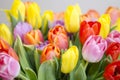 Bunch of bright tulips