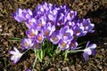 A bunch of bright violet crocuses in the garden Royalty Free Stock Photo