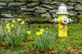 Bright yellow Daffodils in Spring next to Yellow Fire Hydrant