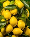 Lemons Hanging on a Tree