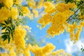 A bunch of bright yellow mimosa flowers blooming on a tree in spring. Royalty Free Stock Photo