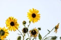 Bunch of bright yellow sunflowers set against white background Royalty Free Stock Photo