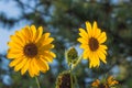 Bunch of bright yellow sunflowers set against green background bokeh trees outdoors garden Royalty Free Stock Photo
