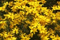 thread leaved coreopsis Royalty Free Stock Photo