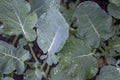 Bunch of Broccoli leaves after a rain Royalty Free Stock Photo