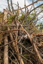 Bunch broken trees storm impassable barrier windbreak pattern base