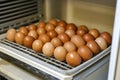 A bunch of brown eggs sitting on top of a metal rack Royalty Free Stock Photo